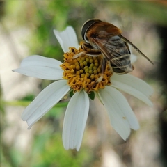 Palpada mexicana