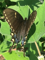 Papilio glaucus
