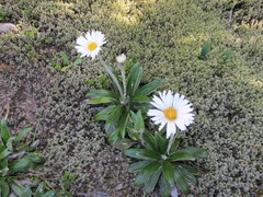 Celmisia spectabilis