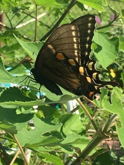 Papilio glaucus