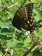 Papilio glaucus
