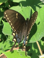 Papilio glaucus
