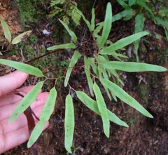Lygodium articulatum