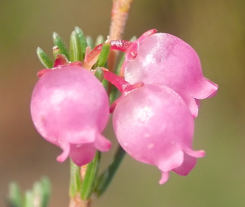Image of Erica gracilis by (c) Nicola van Berkel, some rights reserved (CC BY-SA)