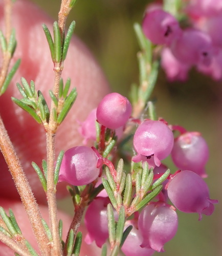 Image of Erica gracilis by (c) Nicola van Berkel, some rights reserved (CC BY-SA)