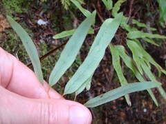 Lygodium articulatum