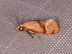 Cochylis caulocatax