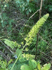 Stenanthium tennesseense