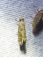 Pelochrista comatulana