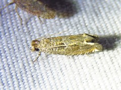 Pelochrista comatulana