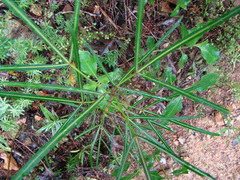 Pseudopanax crassifolius × lessonii