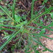 Pseudopanax crassifolius × lessonii - Photo (c) Lisa Bennett, algunos derechos reservados (CC BY), subido por Lisa Bennett