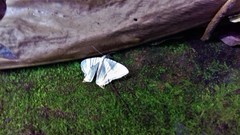 Phrygionis platinata