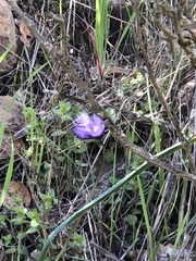 Dipterostemon capitatus