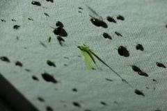 Pentagenia vittigera