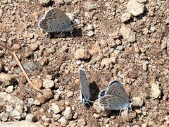 Plebejus fridayi