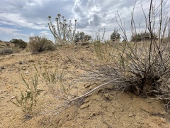 Chrysothamnus greenei