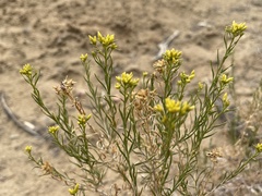 Chrysothamnus greenei
