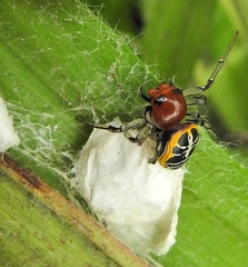 Camaricus nigrotesselatus