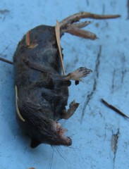 Sorex cinereus