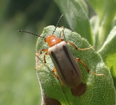 Zonitis bilineata