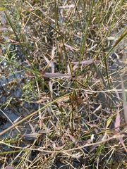 Dichanthelium longiligulatum