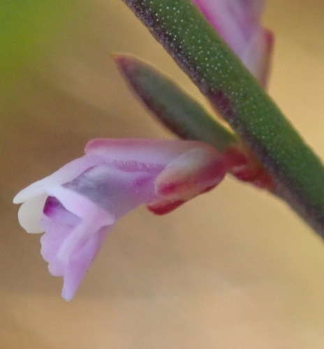 Muraltia leptorhiza (Muraltia leptorhiza)