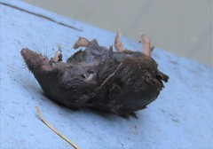 Sorex cinereus
