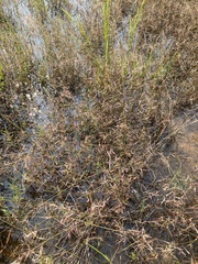 Dichanthelium longiligulatum