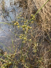 Cyperus pseudovegetus