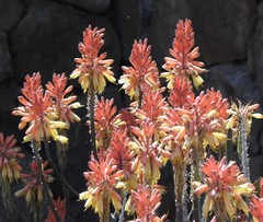 Aloe camperi