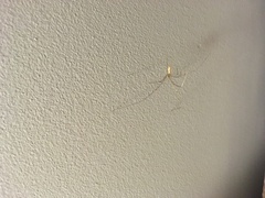 Smeringopus pallidus