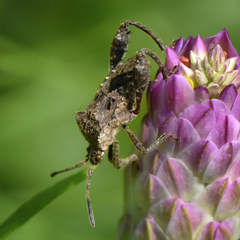 Merocoris distinctus