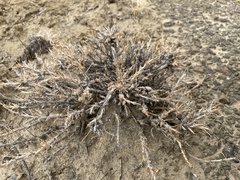 Artemisia spinescens