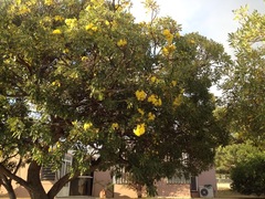 Tabebuia aurea
