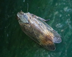 Pentastiridius