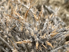 Artemisia spinescens