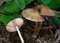 Pluteus granularis