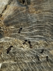 Crematogaster pilosa