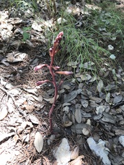 Bletia nitida