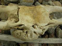 Megaptera novaeangliae