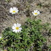 Celmisia angustifolia - Photo (c) Katy Johns,  זכויות יוצרים חלקיות (CC BY-NC), uploaded by Katy Johns