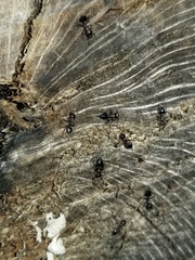 Crematogaster pilosa