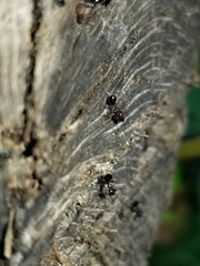 Crematogaster pilosa