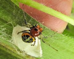 Camaricus nigrotesselatus