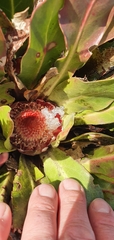 Protea caespitosa