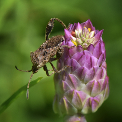 Merocoris distinctus