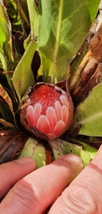 Protea caespitosa