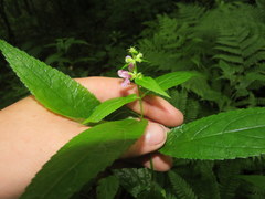 Stachys latidens