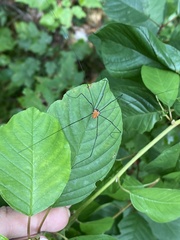 Leiobunum calcar
